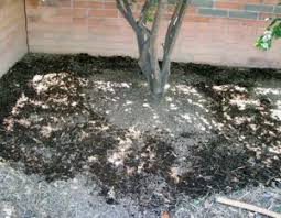 The best mulch for lemon trees home guides. When To Spread Compost Under Fruit Trees Pat Welsh Organic And Southern California Gardening