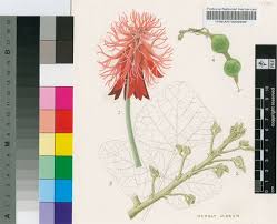 Image result for Erythrina sacleuxii