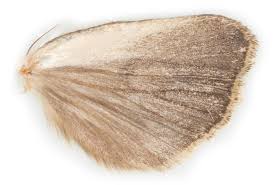 Image result for Graphiphora augur