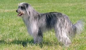Formerly used as a sheepdog, he is now an excellent pet. Pyrenean Sheepdog Long Haired Pyrenean Shepherd Shepherd Dog Breeds Sheepdog Breeds
