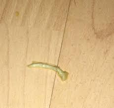 Hilfe Was Hat Mein Hund Wurmer Krankheit