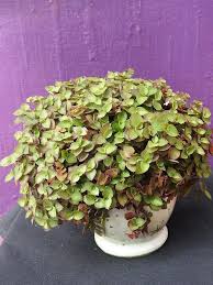 Image result for Callisia repens
