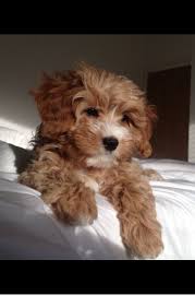 After reading this cavapoo size guide, you will know exactly what to expect when your cavapoo is reaching adulthood. Read Information On Teacup Dogs For Sale Follow The Link To Get More Information Do Not Miss Our Web Pages Cute Baby Dogs Puppies Baby Dogs