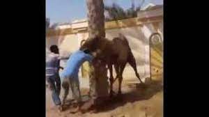 Wojak npc wears the mask from tv. Swallow A Camel Kills A Man S Head Youtube