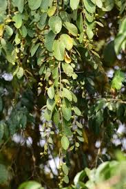 Image result for Bridelia ripicola