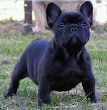 Black French Bulldog French Bulldog Dog Bulldog Puppies French Bulldog Puppies