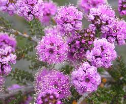 Image result for Kunzea