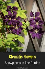 At this time of year the plant's energy is stored in the root system. Clematis Flowers And Plants Vining Showpieces In The Garden