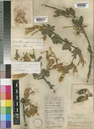 Image result for Erianthemum ngamicum