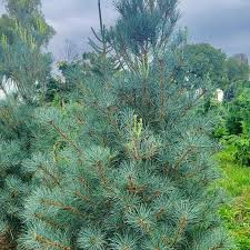 Image result for Pinus strobus