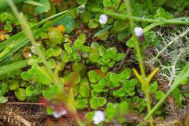 Image result for Cucumis prophetarum