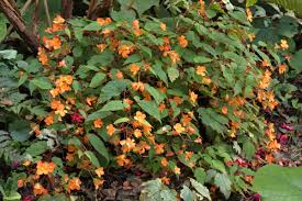 Image result for Begonia sutherlandii