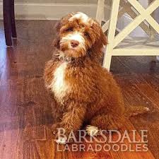 White undermount kitchen sink australian labradoodle mini red. Barksdale S Red Australian Labradoodles Barksdale Labradoodles