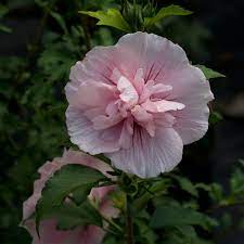 Pink Chiffon Rose Of Sharon Hibiscus Syriacus Beautiful Flowers Light Pink Flowers Pink Flowers