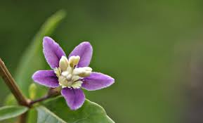 Image result for Lycium schizocalyx