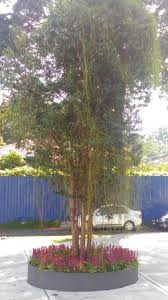 For a wider search result, please check your spelling, try searching for one or two words, and/or be more generic in your wording. Malaysia Cartoon Comic House Picture Of Malaysia Cartoon Comic House Kuala Lumpur Tripadvisor