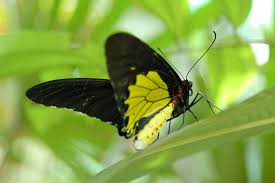 Today.my boyfren n i went to tmn rama2.actually we not intend to go, but my father just give me a suggestion to go there.i think the last time i went there when i was in standrd 2.huhu. Troides Rhadamanthus Butterfly At Kl Taman Rama Rama Mapio Net