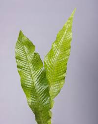 Image result for Asplenium currorii