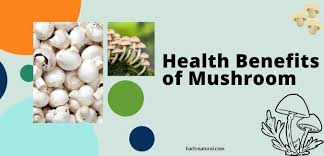 In addition to its appealing taste, baby bella mushrooms provide a number of important health benefits. How To Maintain Good Health With The Mushrooms Early Natural