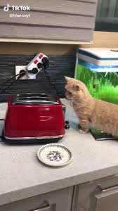 Top Jump Video Cute Animals Funny Animal Videos Cute Animal Videos