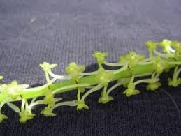 Image result for Diaphananthe sp.no.1. (Ball 657)