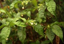 Image result for Tabernanthe