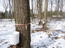 Check spelling or type a new query. The Process Of Tapping Trees And Making Maple Syrup A Blessing From The Maple Trees The Druid S Garden