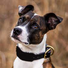 Which makes it curious that we as a culture kill as many as three thousand of them per day. All American Dog Pedigree Database