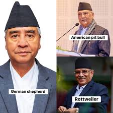 3 very popular dog breeds🐶🐶 American pit bull Germanshepherd German  shepherd Rottweiler