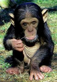 Pin By Marie Sweet On D 38 Baby Animals Funny Cute Baby Animals Animals
