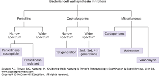 beta lactam antibiotics other cell wall synthesis