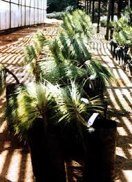 Image result for Pinus maximinoi