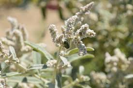 Image result for Aerva