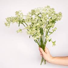 It comes in shades of pink, purple and white and can be used as a filler or accent flower for that romantic english garden look. Ivory White Wedding Astrantia Fiftyflowers Com