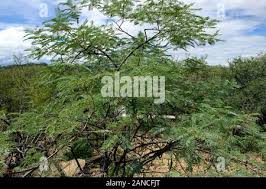 Image result for Elephantorrhiza suffruticosa