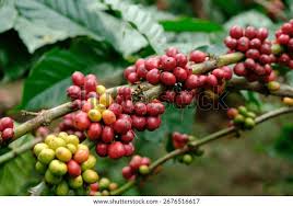 Image result for Coffea schliebenii