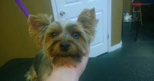 Lilly With Pierced Ears Yorkie Ear Piercings Lillies