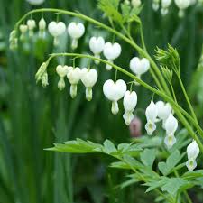 Image result for Dicentra spectabilis alba