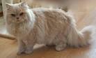 Long-haired Cat Breeds - Cat Breeds Encyclopedia