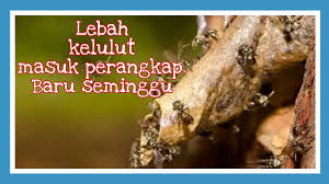 Cara membuat perangkap kelulut menggunakan bambu.подробнее. Lebah Kelulut Baru Seminggu Pasang Perangkap Dah Mengena 1 Youtube
