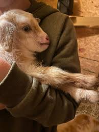 Any ideas for a nervous dachshund with quick breaths?