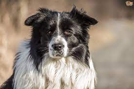 The Life Expectancy Of Epileptic Dogs Pets4homes