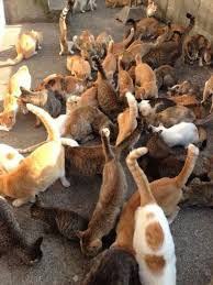 Feral cats will attack humans and pets. Feral Cats And Feral Cat Colonies Cattime Cat Island Cat Island Japan Feral Cats