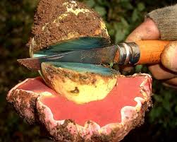 Hovever, most authorities now refer to it as rubroboletus satanas , after a 2014 paper in phytotaxa by chinese mycologists. Boletus Satanas El Boletus Toxico Mas Peligroso La Casa De Las Setas