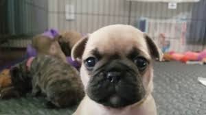 Roka is a french bulldog and jack russell mix (he is 9 weeks). Is A French Bulldog Pug Mix The Right Cross Breed For You Frenchbulldogio