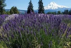 Déposez des billes d'argiles bouturer la lavande permet d'obtenir un plant similaire à la plante mère, contrairement au semis dont les. Lavande Plantation Et Entretien Pour Une Belle Floraison