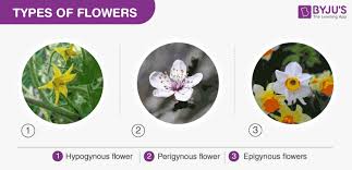 Check spelling or type a new query. What Is Inflorescence Definition And Types Of Inflorescence