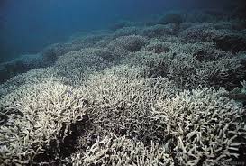 Image result for Corallocarpus triangularis