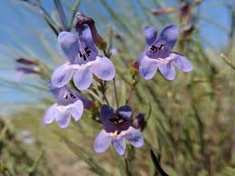 State of oregon and is traditionally considered to be made up of deschutes county, jefferson county, and crook county. How To Identify Native Plants Oregon Natural Desert Association