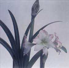 I love the foliage and the weeping form they grow into over time. Amaryllis Profile Of A House Plant Howstuffworks